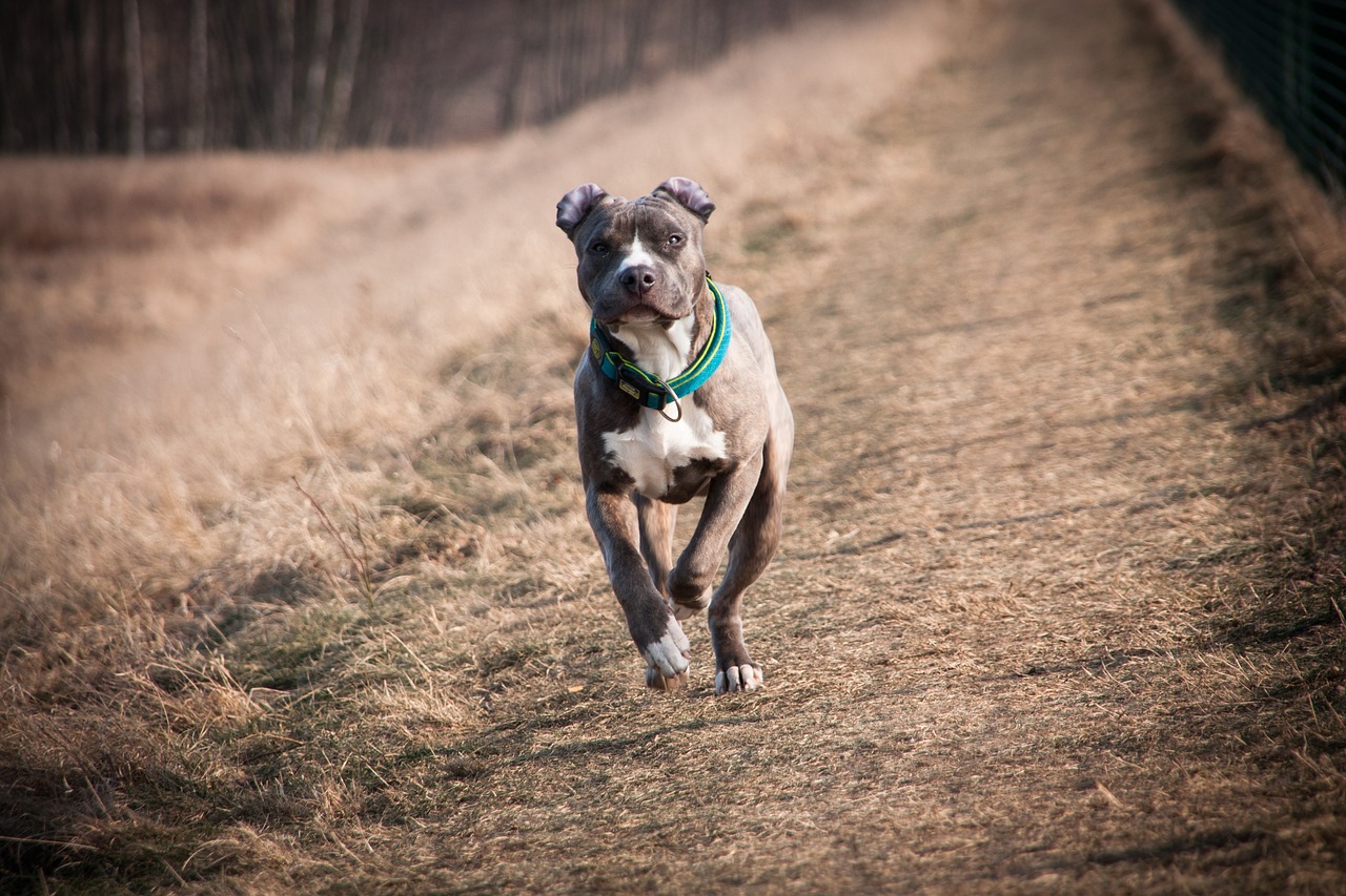 An American Staffordshire Terrier